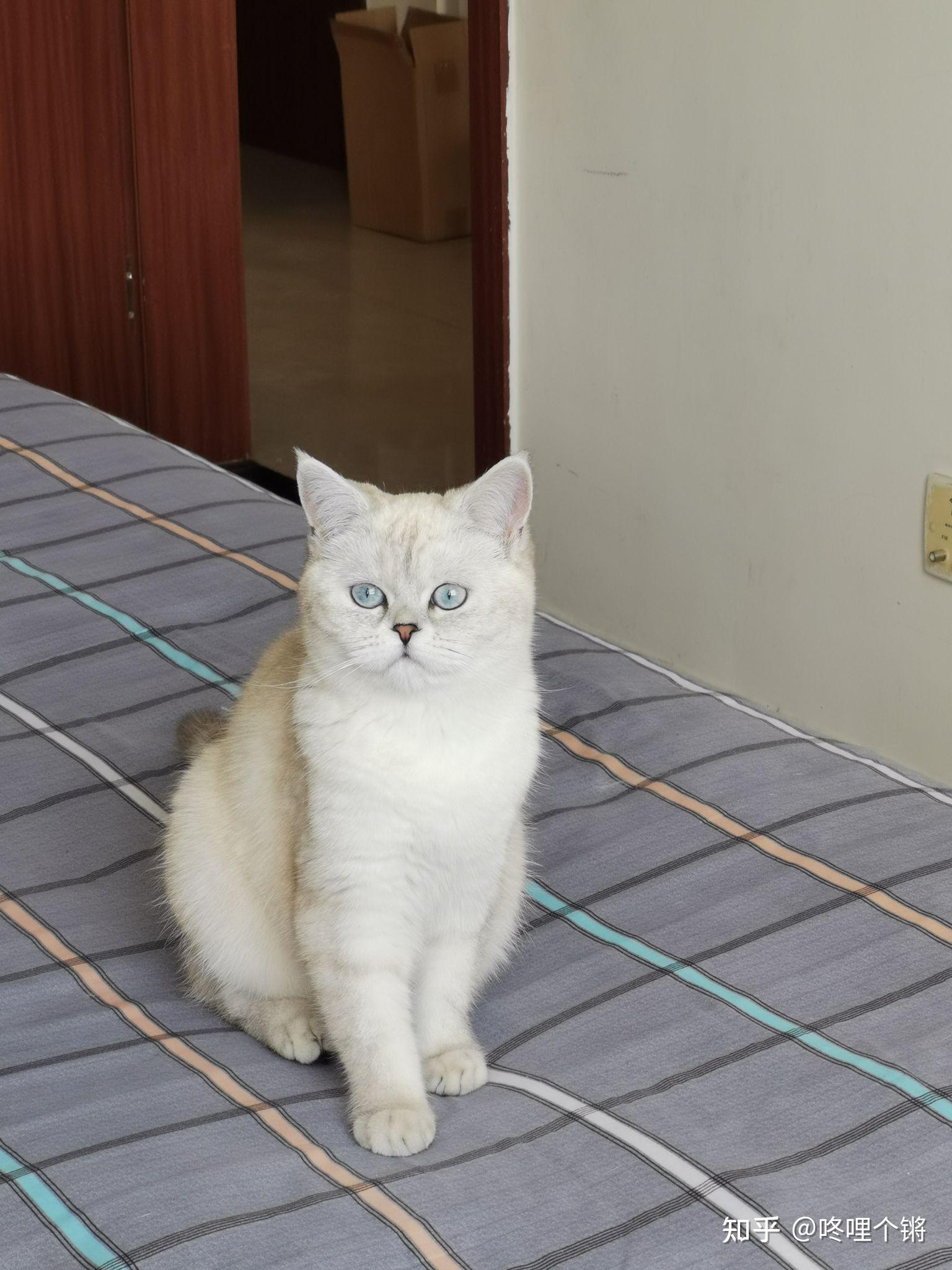 这只银渐层眼睛是什么颜色刚满两个月品相好不好