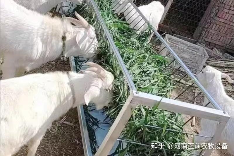 养羊新手请注意,冬天圈养羊可以吃这些东西 - 知乎