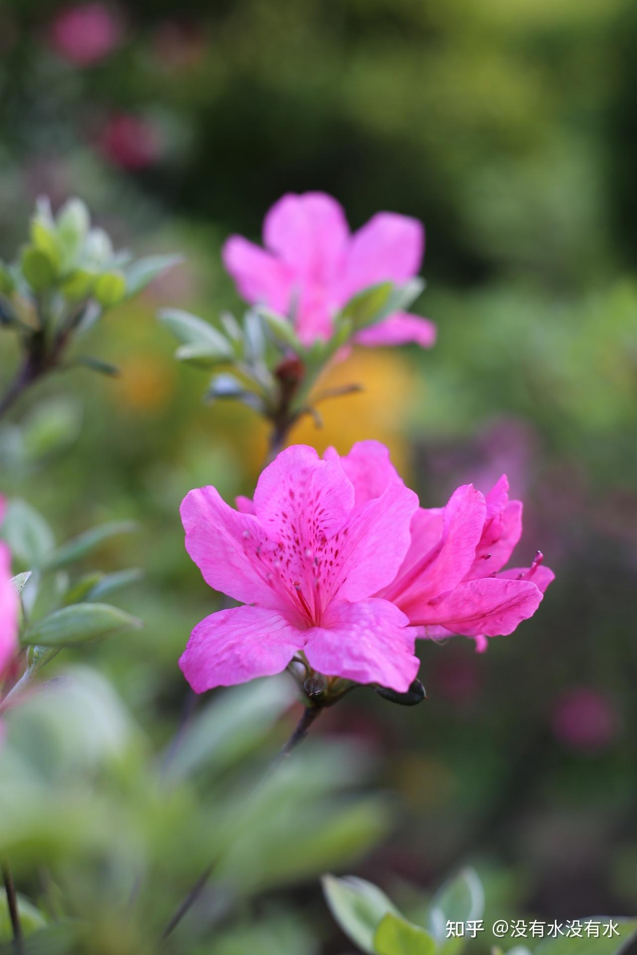 杜鹃花落作者已被免职,该类文章出现在试卷上,问题出现在哪个环节?