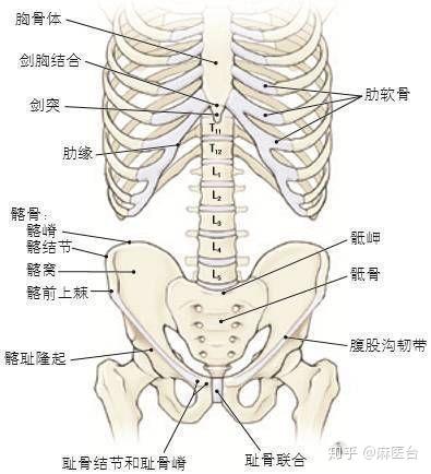 胸壁深层结构 - 知乎