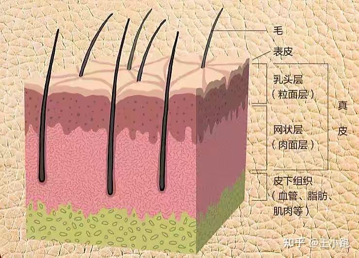 皮肤到底有多厚？ - 知乎