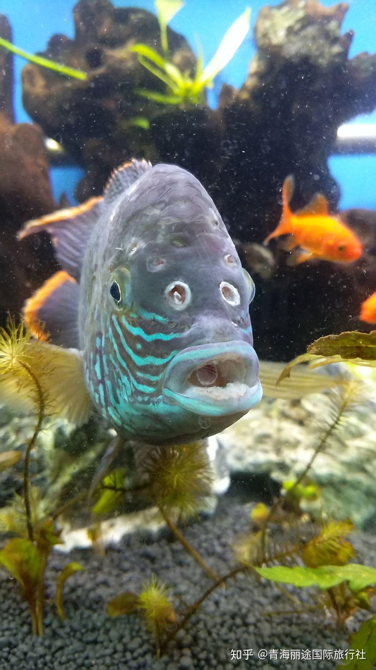 红尾皇冠鱼头顶白洞,食欲不振,是什么病,该怎么治疗? - 知乎