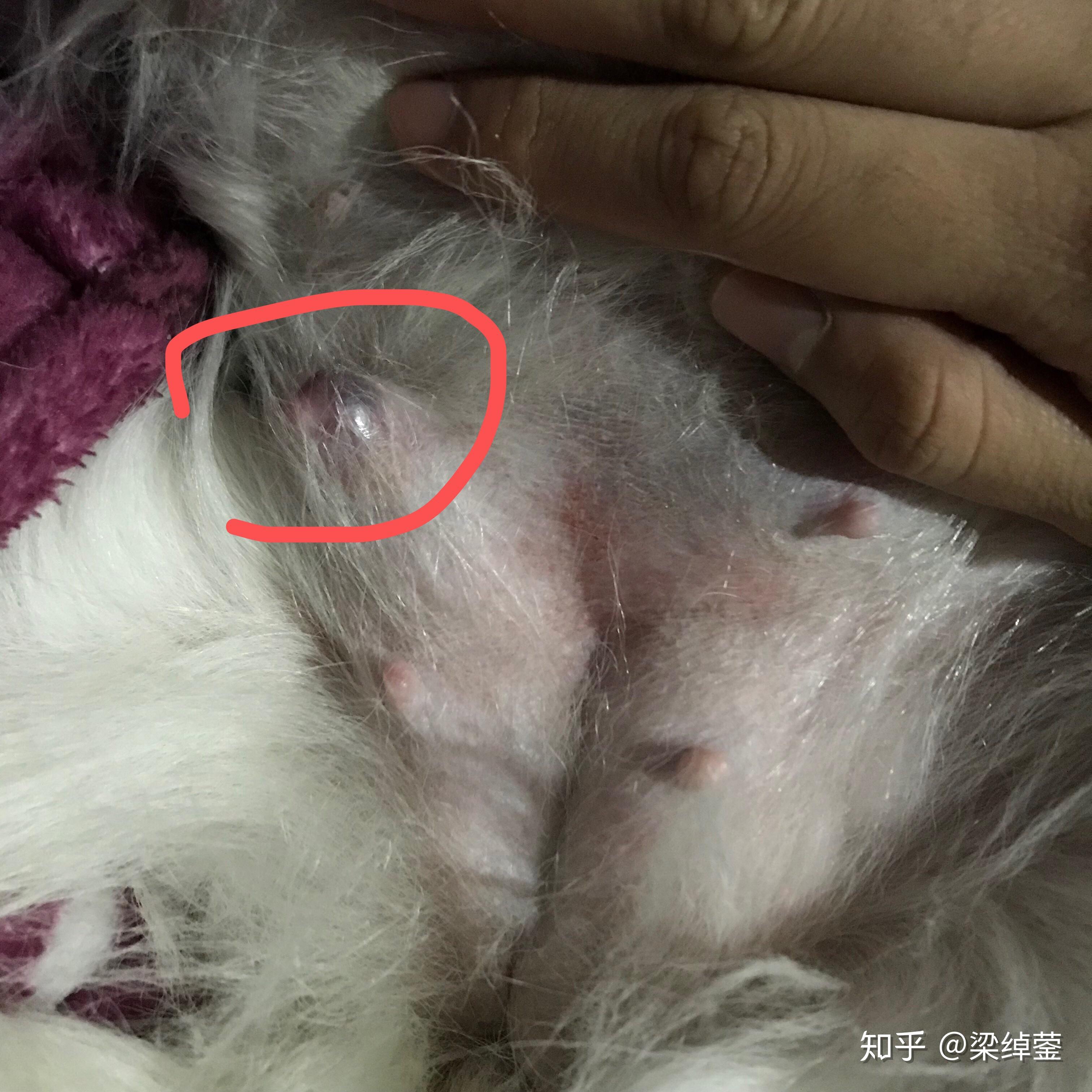 我家狗狗母犬今年10岁一侧乳房长了个大包呈紫青色