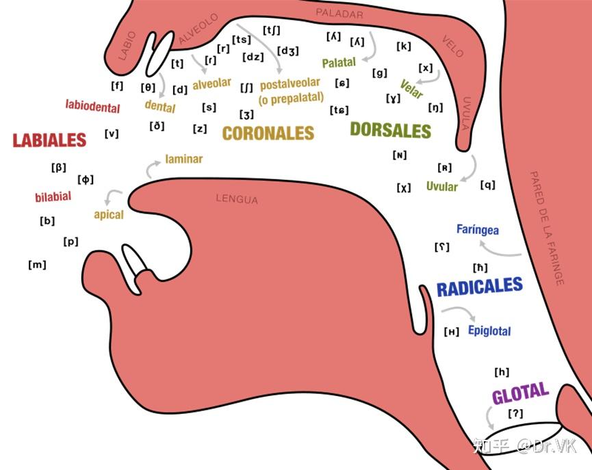 悬雍垂是进化的残留么有什么生理作用