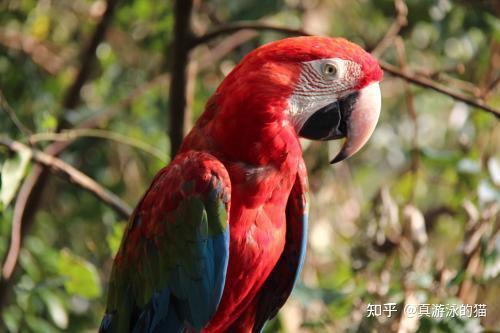 如何解读血鹦鹉