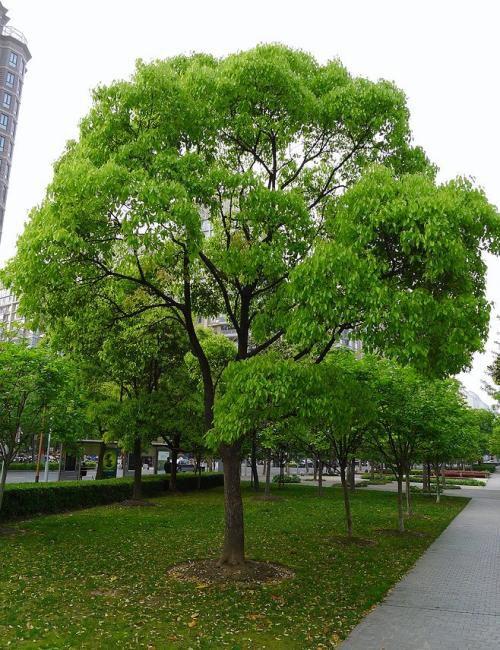 樟树——日常所用樟脑就来自它 - 知乎