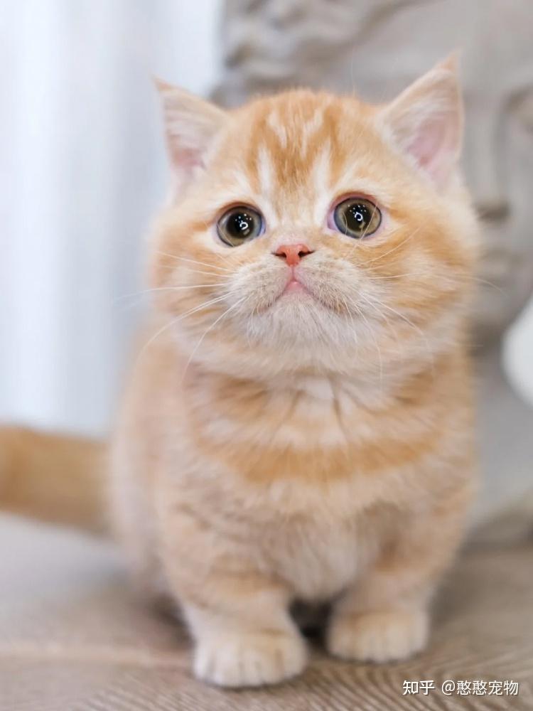 曼切堪猫短腿猫是正常的品种还是严重的遗传病