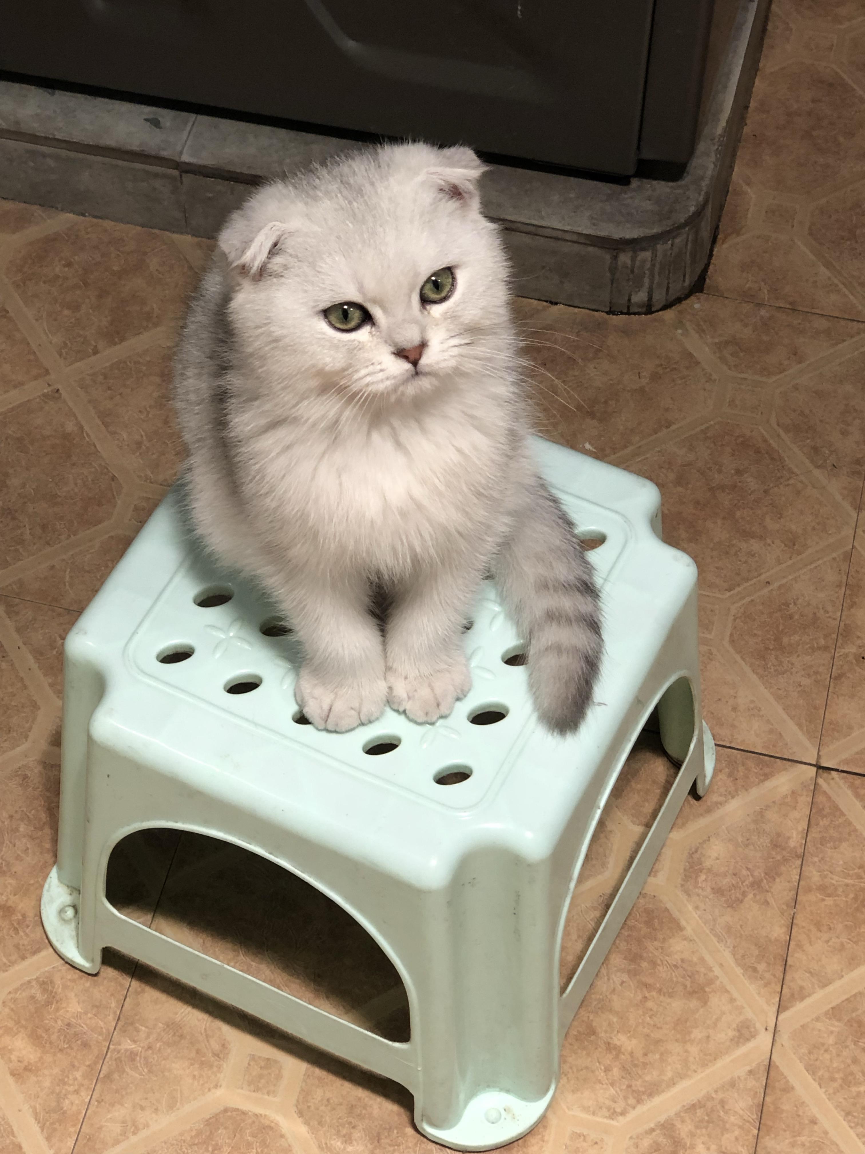 养六个月以下的小奶猫是怎样的体验