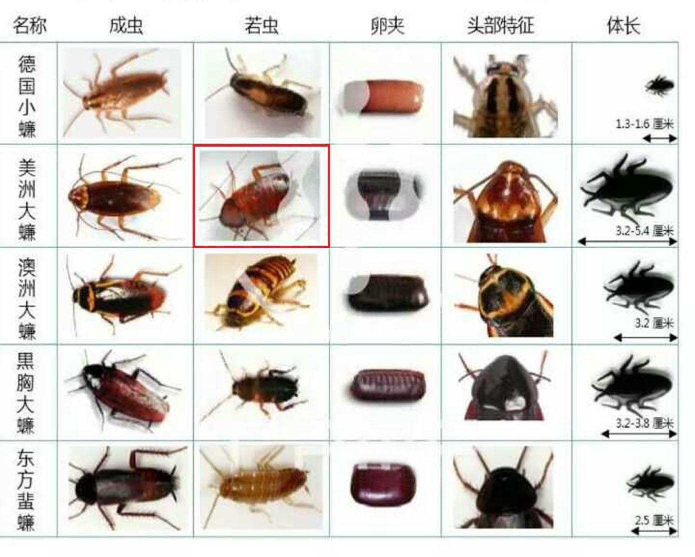 蟑螂一龄若虫图片