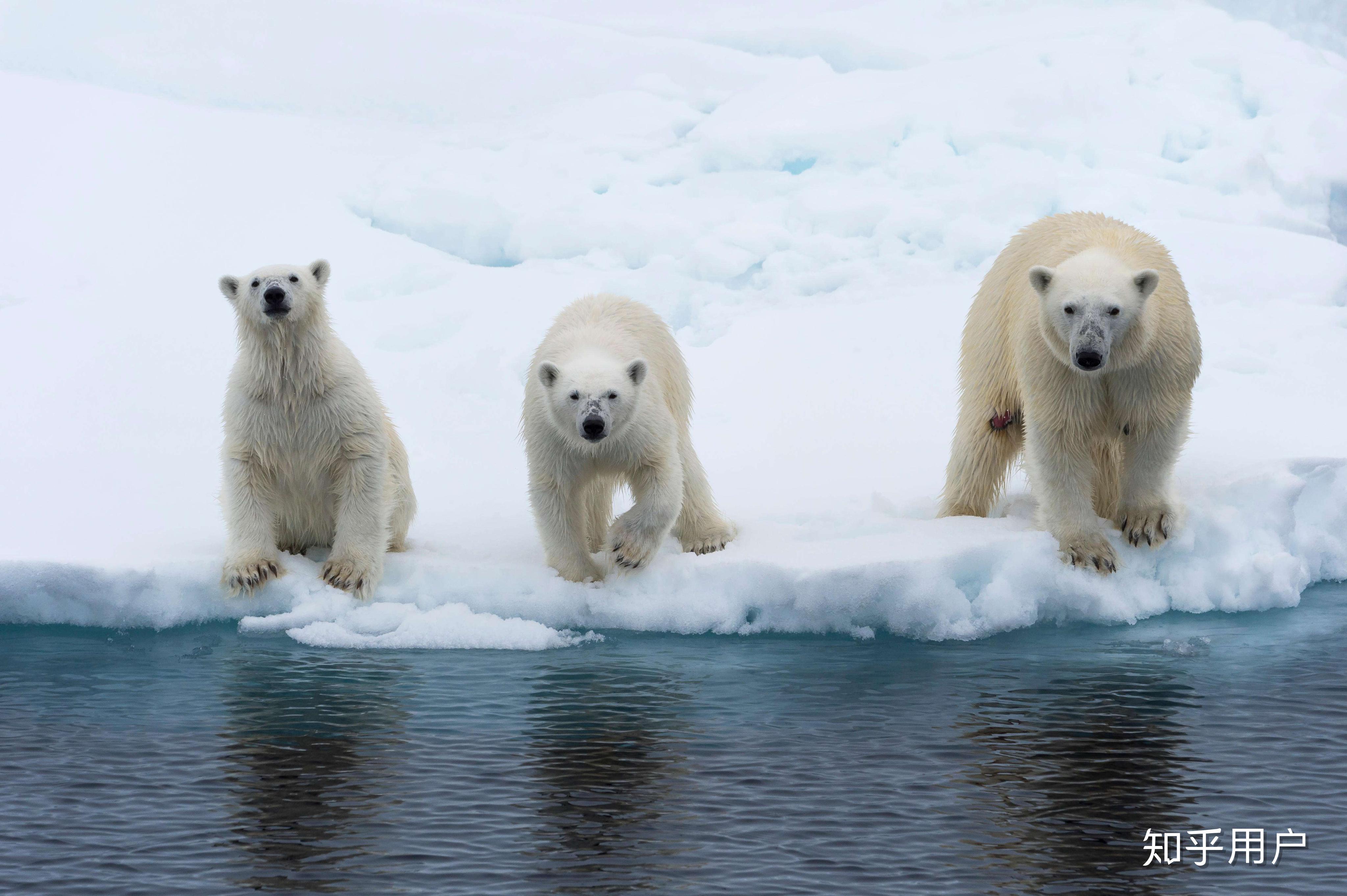 地球上是否存在没有天敌的动物不包括人类
