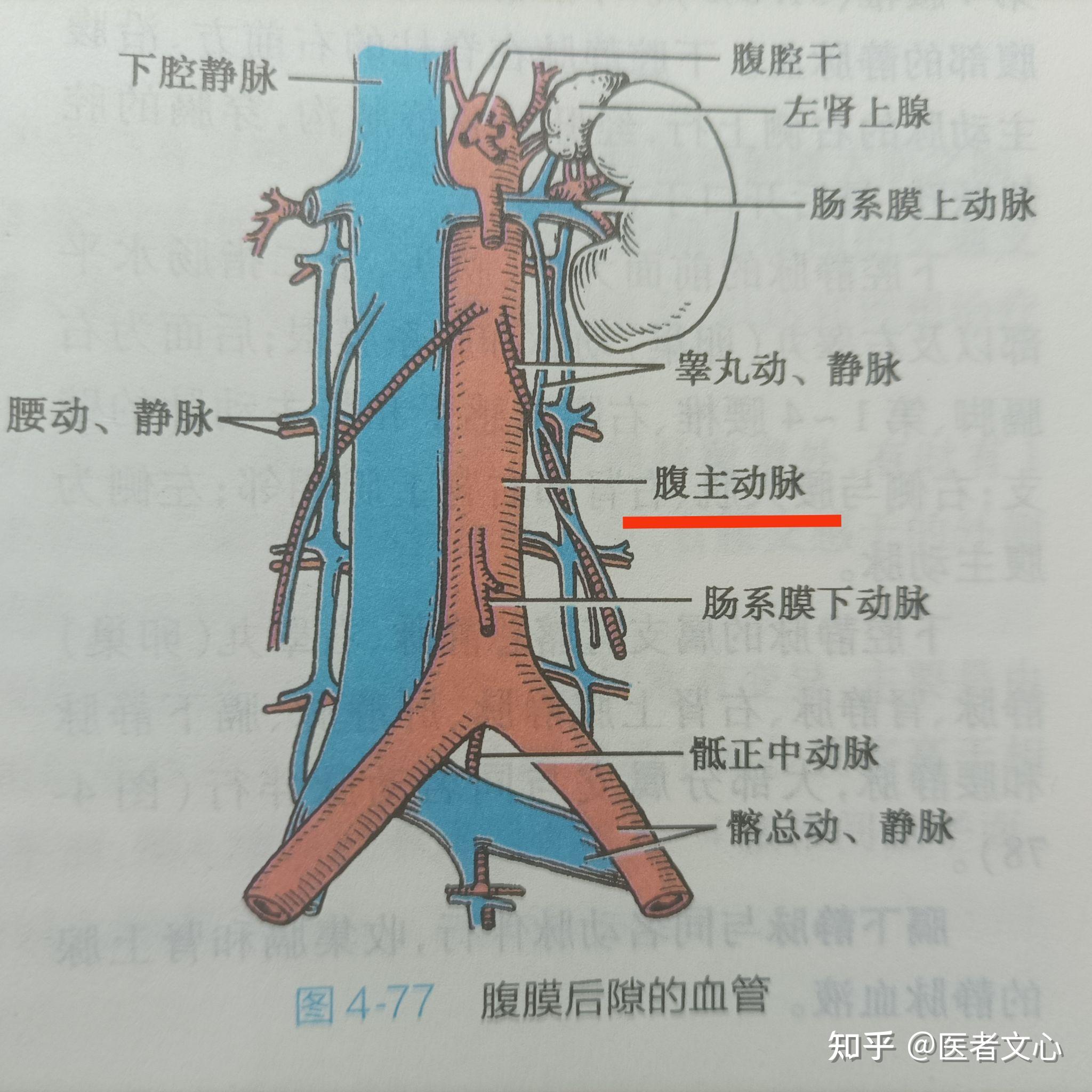 主动脉硬化如何食疗? - 知乎