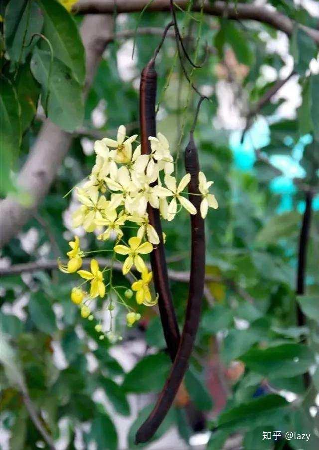 便秘果是什么东西