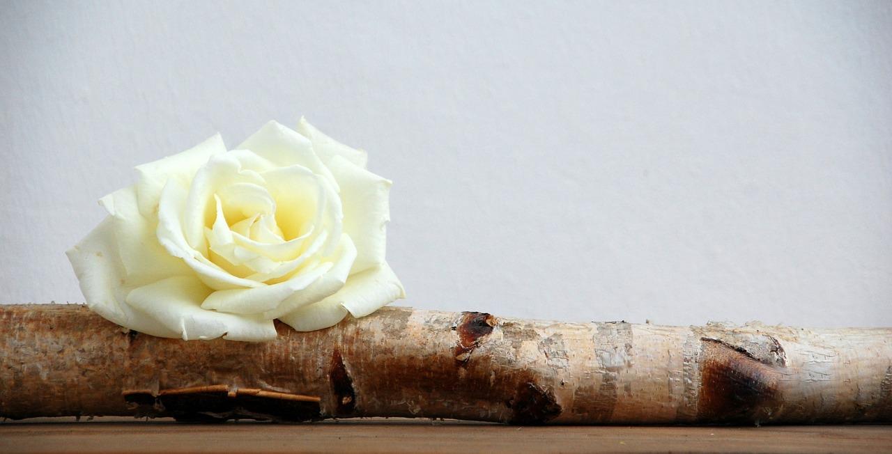 几多玫瑰代表什么意思