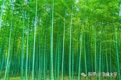 竹 林 青 青 - 知乎