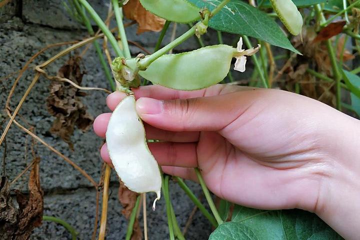 俗称鹅眉豆阳台庭院种一棵冬天也有新鲜豆类吃产量很高