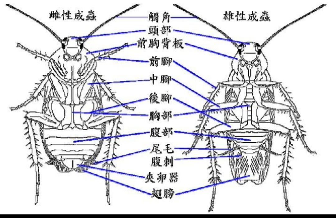 请问这个是什么蟑螂?