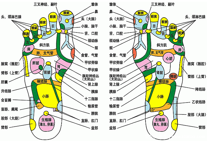 脚底对应的器官图妇科图片