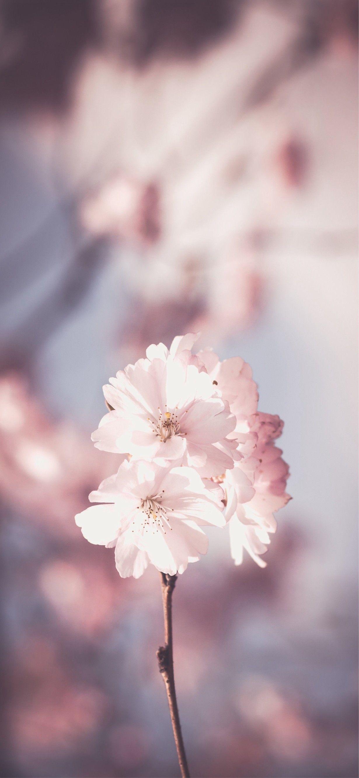 有没有超好看的华为全屏壁纸