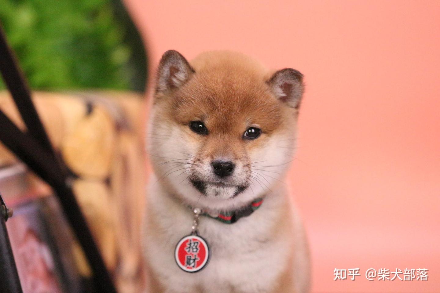 柴犬的智商是人的几岁？和边牧比谁聪明？ - 知乎