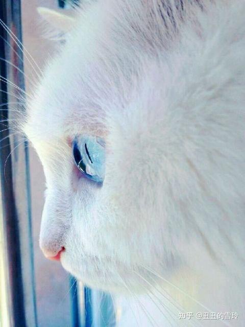 猫咪的侧颜可以有多好看