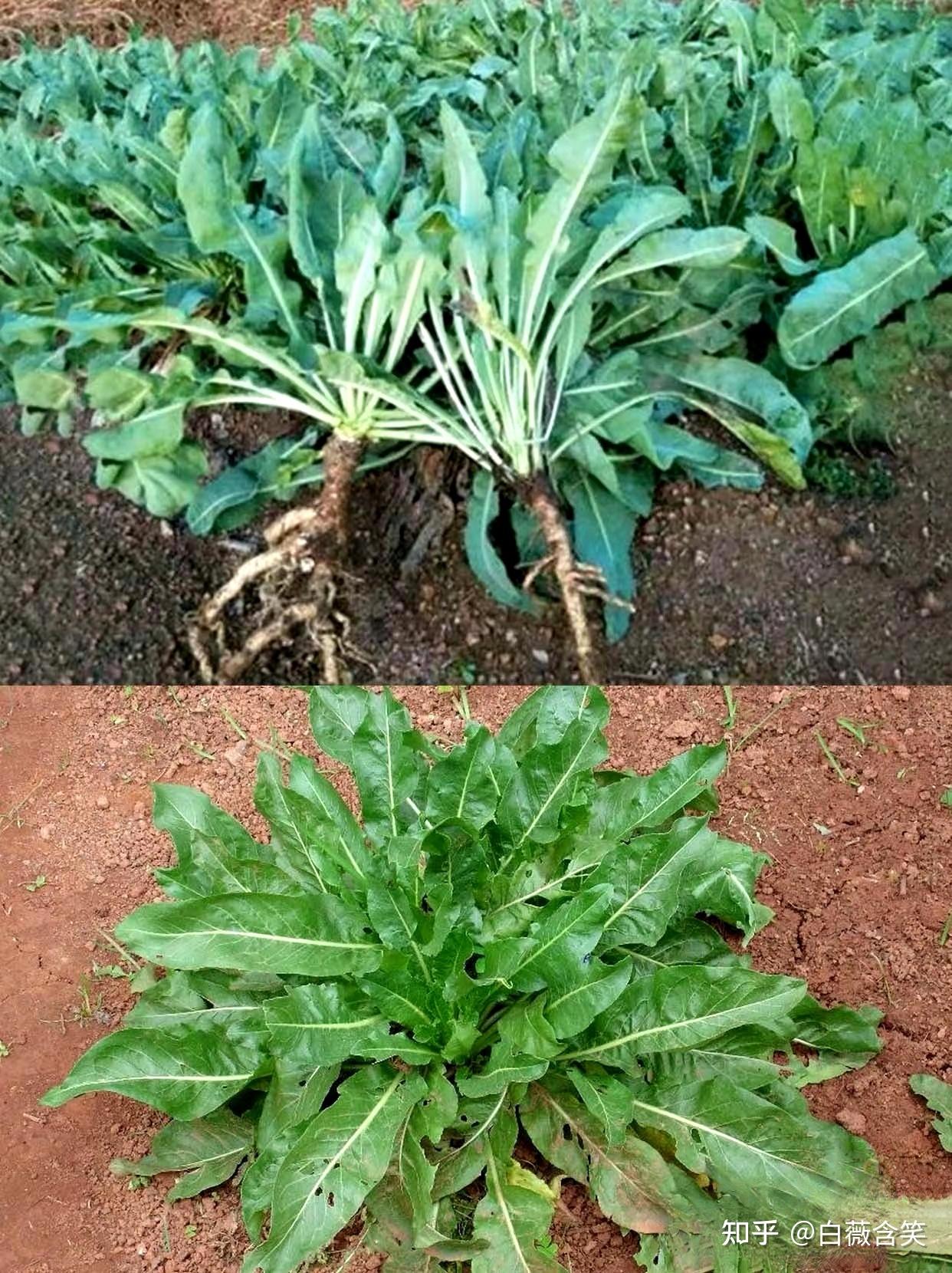 板蓝根:龙子龙孙的传奇药草,抗病毒新星