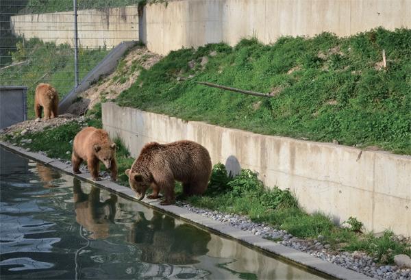 伯尔尼熊苑中的熊在饮水