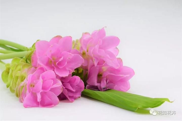 姜花是个什么鬼 它和姜荷花 生姜有半毛钱的关系没 知乎 姜花是个什么鬼 它和姜荷花 生姜有半毛钱的关系没 知乎