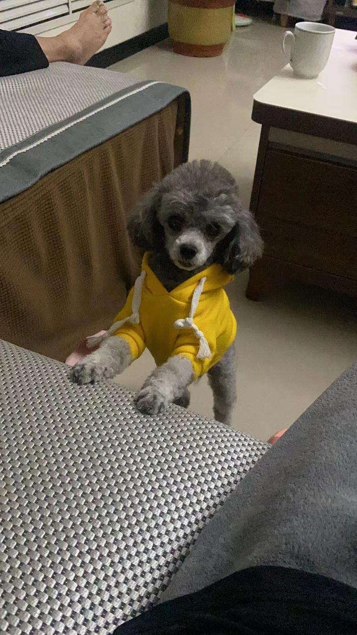 山东省济宁市微山县《重金寻狗》——3000寻"灰色/泰迪"