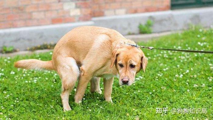 原来狗狗的排便姿势,“透露”出它的性格,你家狗是哪种呢? - 知乎