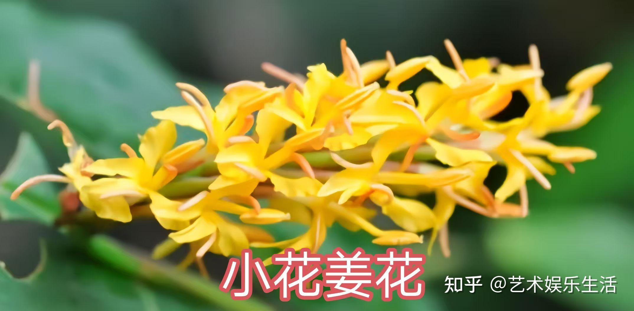 姜科的19种代表植物 - 知乎