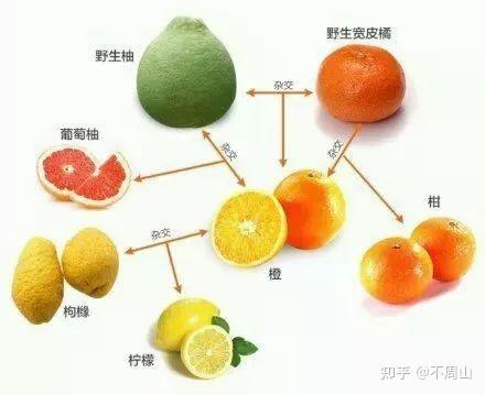 橘和枳的区别，柑、桔、橙、柚家族的关系 - 知乎