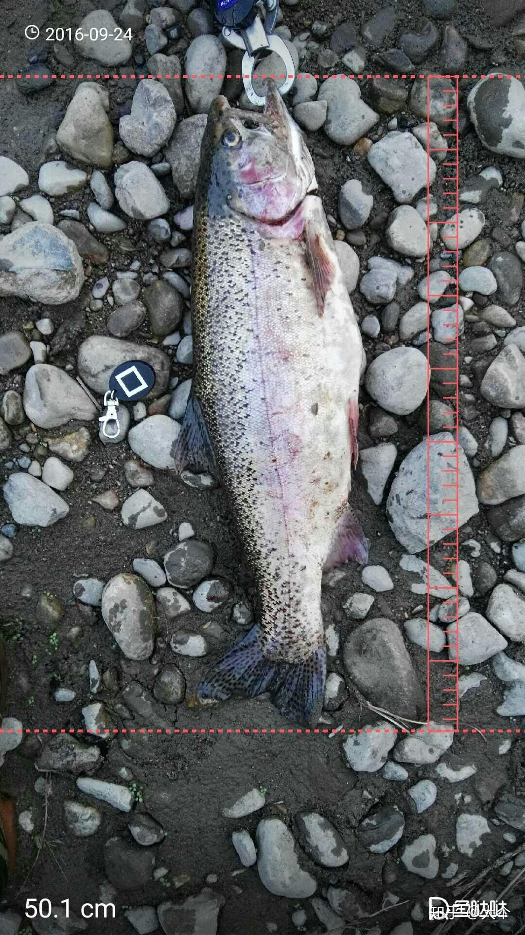 路亚钓虹鳟有什么要注意的