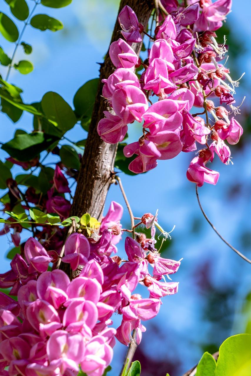 3. 洋槐花粥食谱