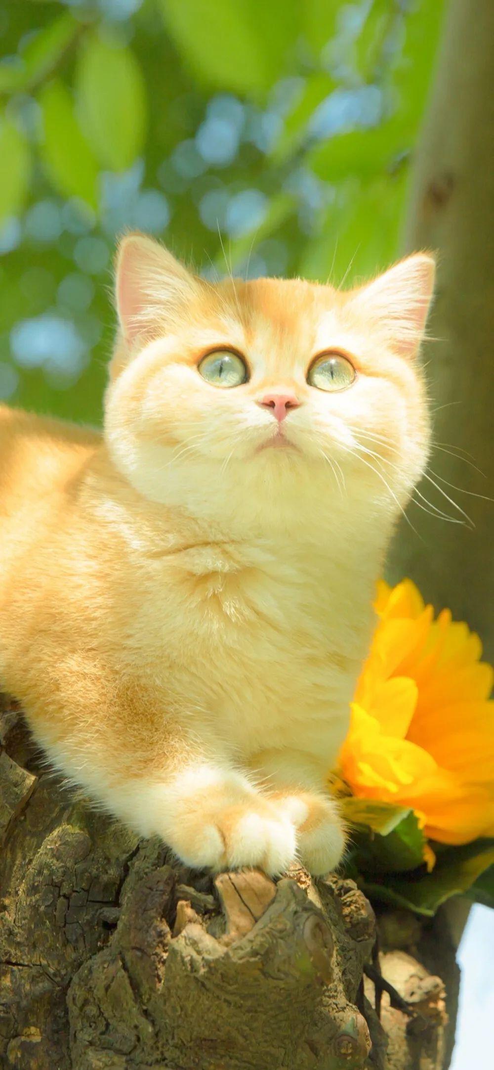 有没有这种类型的猫咪壁纸推荐呀