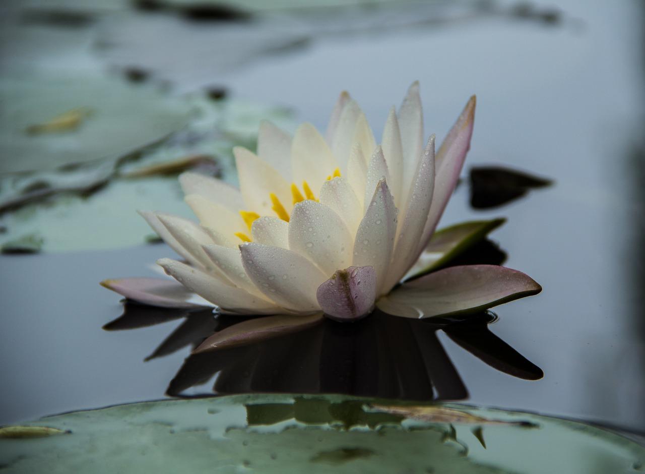 4. 适时覆盖遮阳