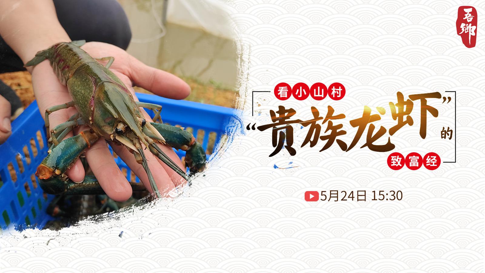 致富经小龙虾视频全集(致富经龙虾养殖技术视频)