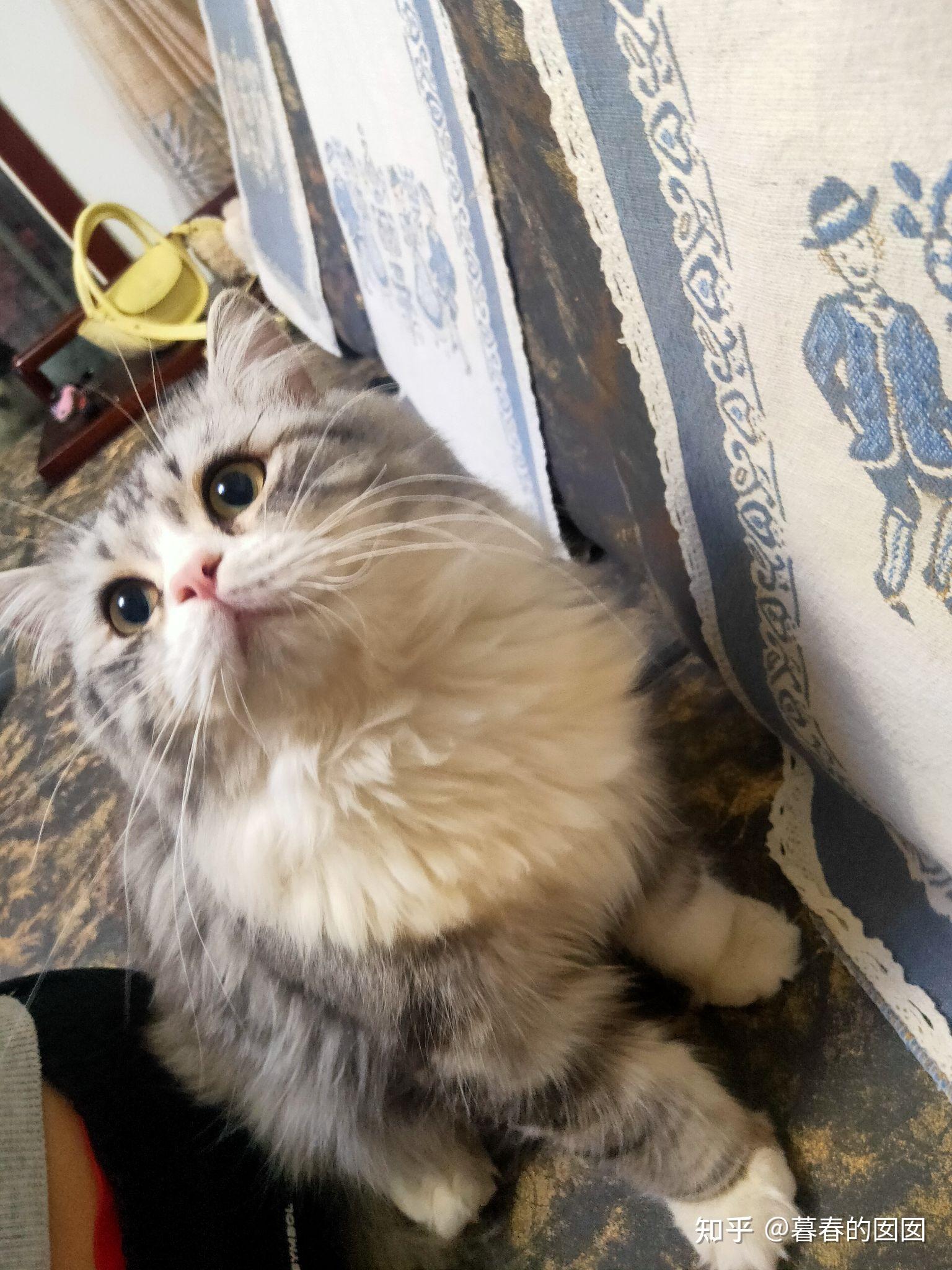 美短返祖长毛猫有人买吗