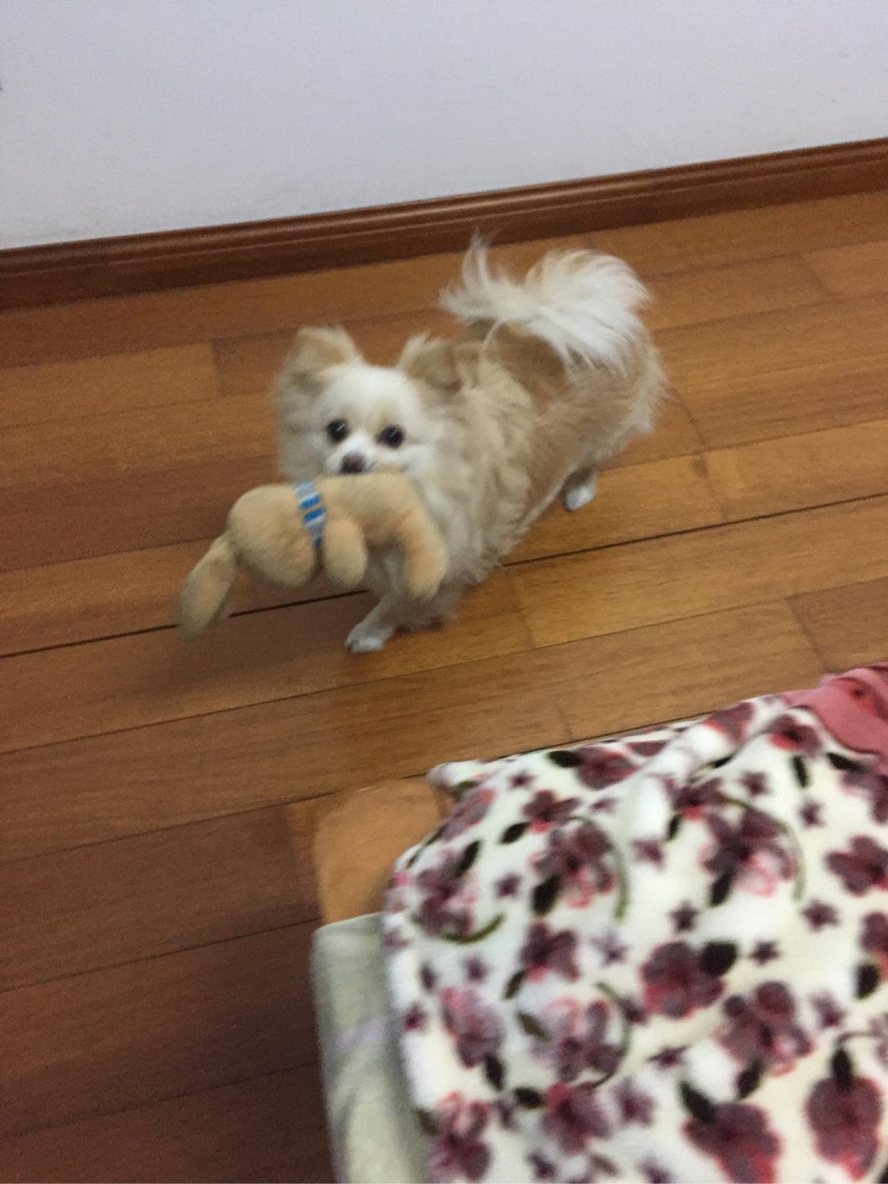 博美的自咬症怎么办