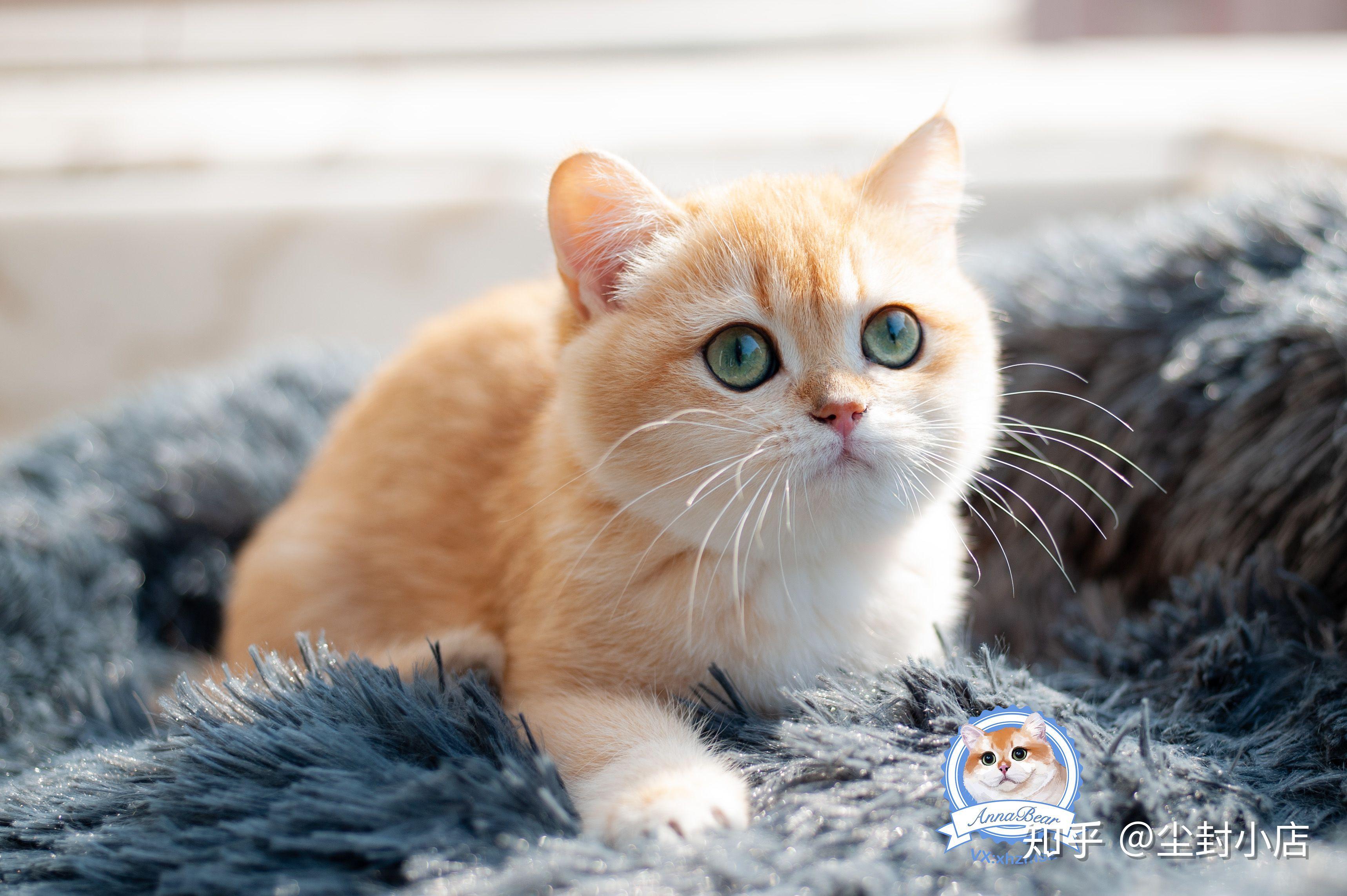 怎么样算12色金渐层? - 知乎