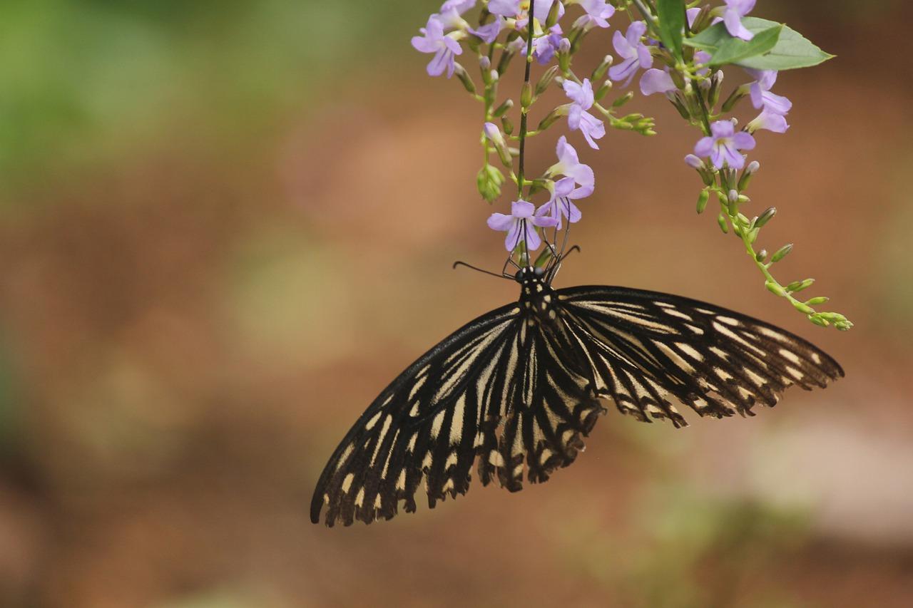 4. 授粉注意事项