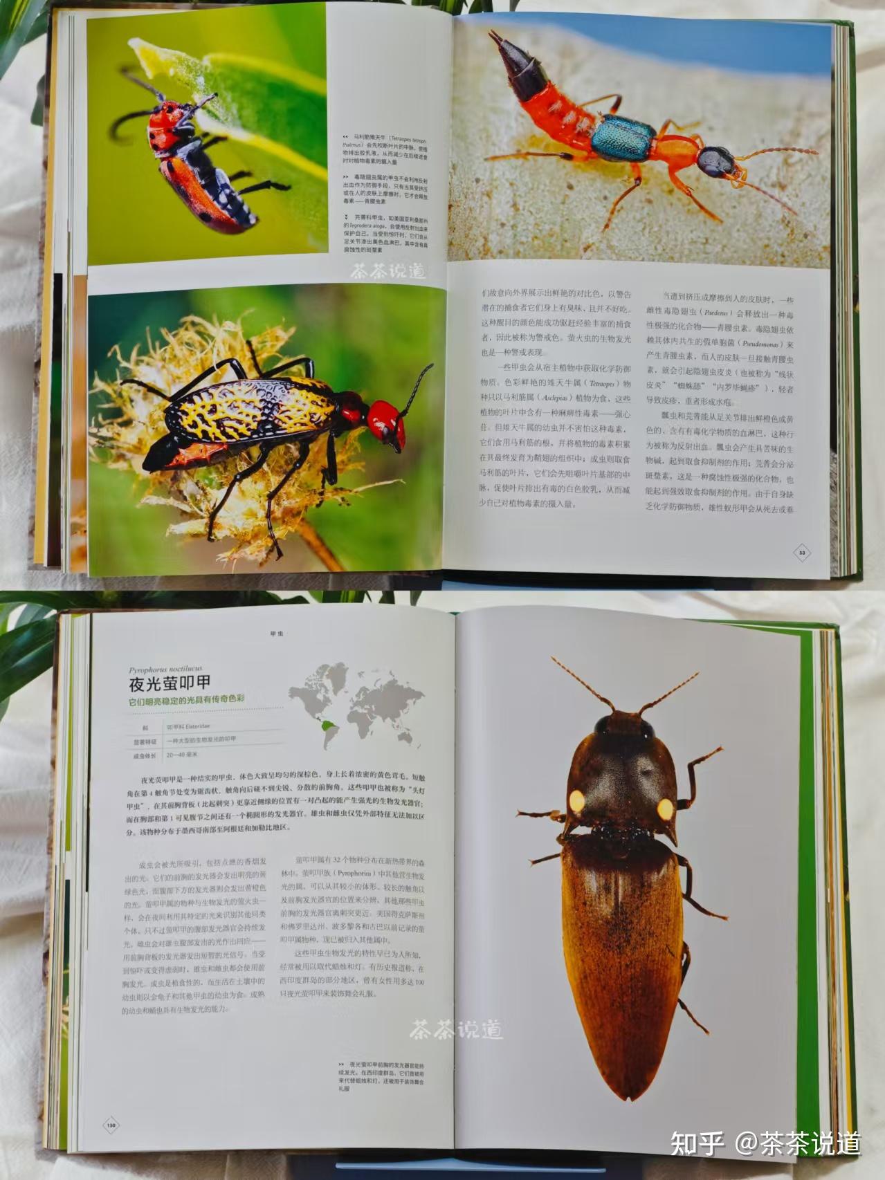 除了咀嚼式口器外,许多虎甲和步甲还拥有细长且善于奔跑的足,适