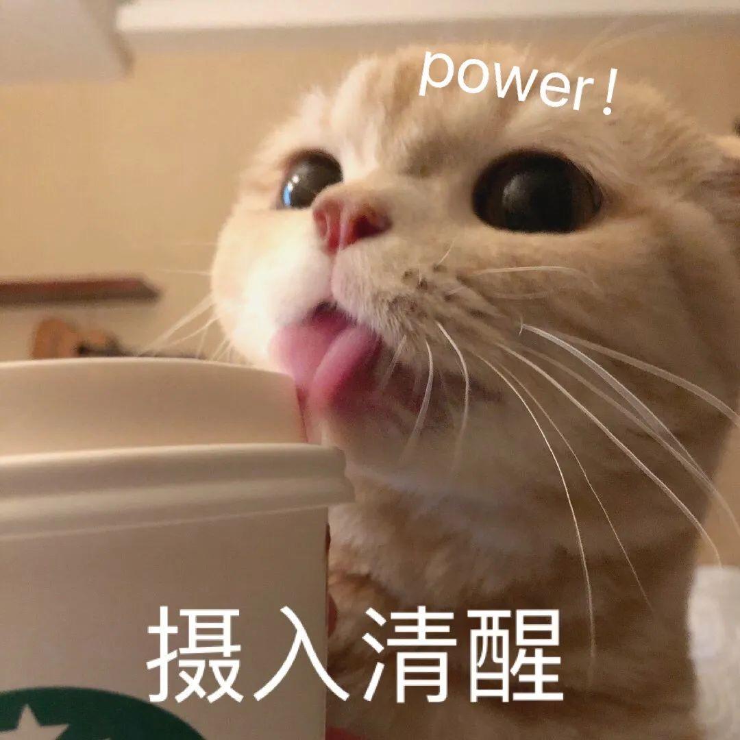 有没有猫抱着饮料的头像