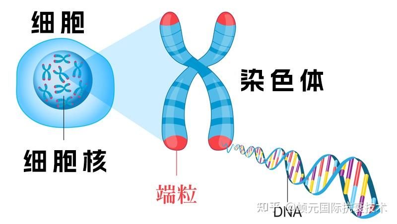 《Nature》发文:科学家揭示端粒延长T细胞寿命的机制 - 知乎