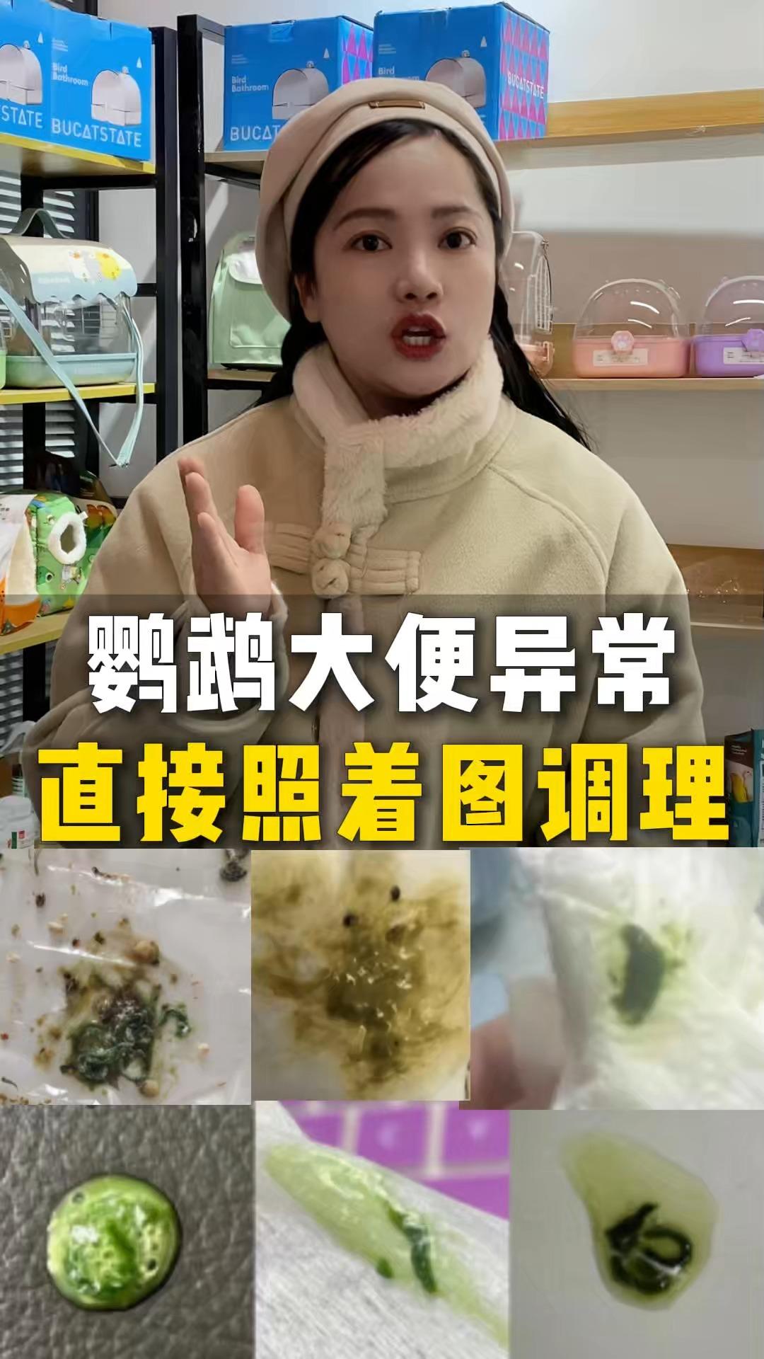 鹦鹉肛门周围粘屎图片