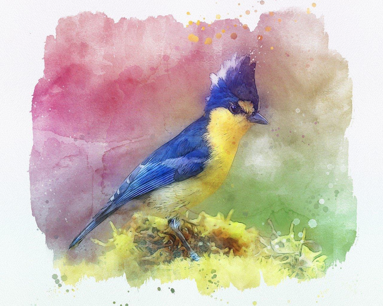 老鸪眼色彩搭配