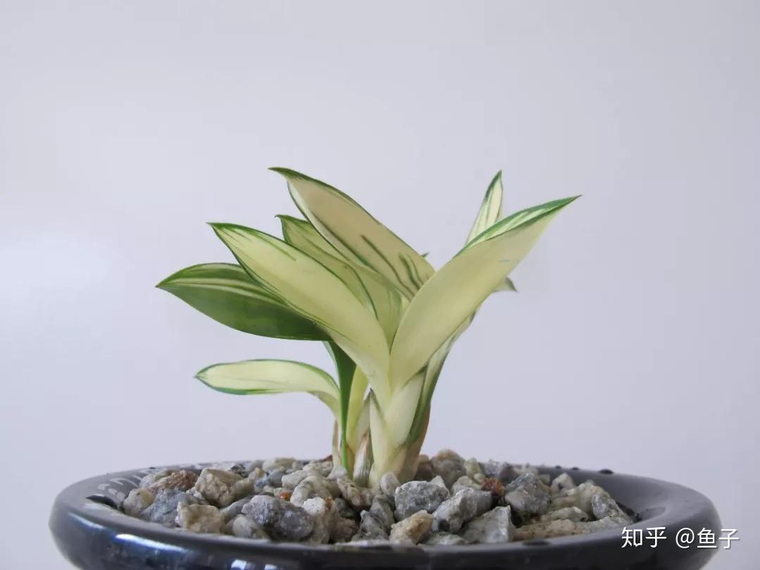 兰花推荐:兔耳兰的鉴赏以及栽培养护 - 知乎