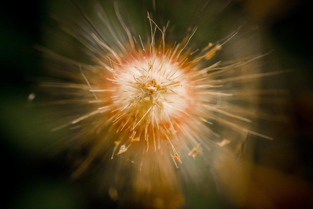 4. 肥沃松软土质