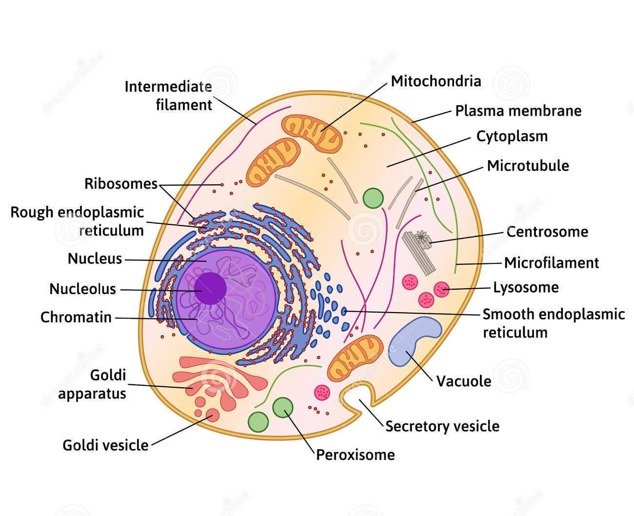 中心体不是由微管蛋白组成,其大小为何可见? - 知乎