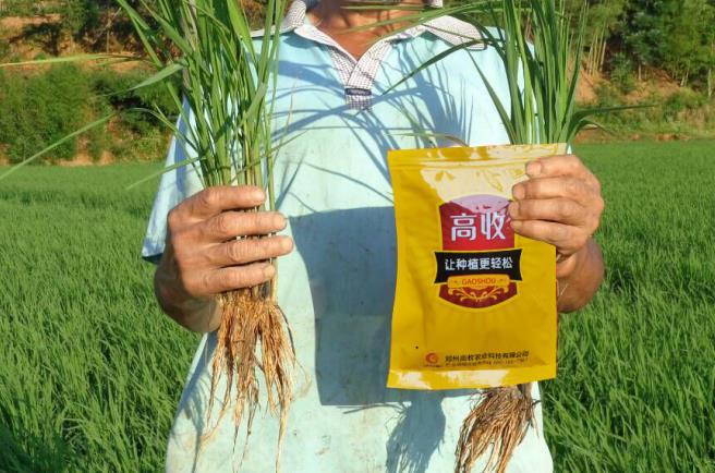 水稻稻飞虱特效药来啦!高效快速,安全持久!