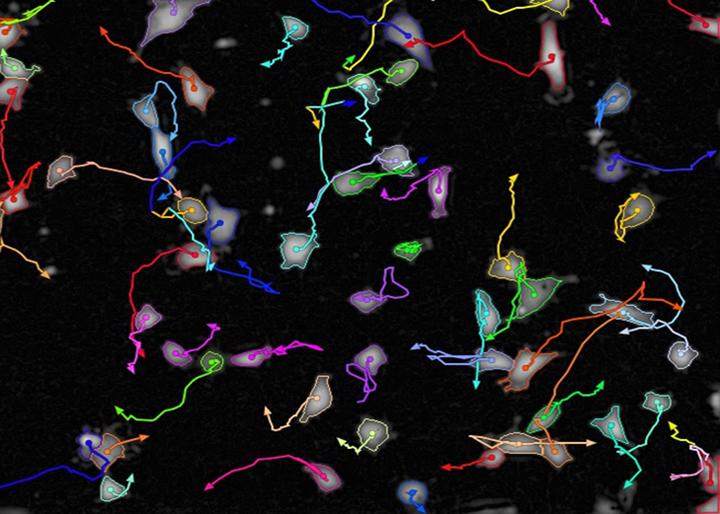 imagej-2d